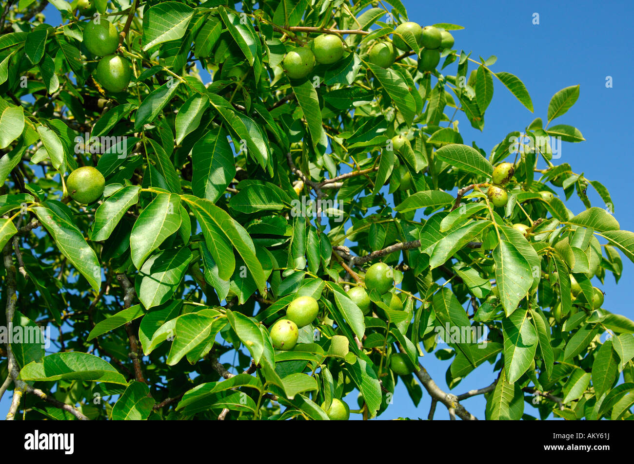 Persische Walnuss Baum Juglans Regia mit unreifen Früchten Stockfoto