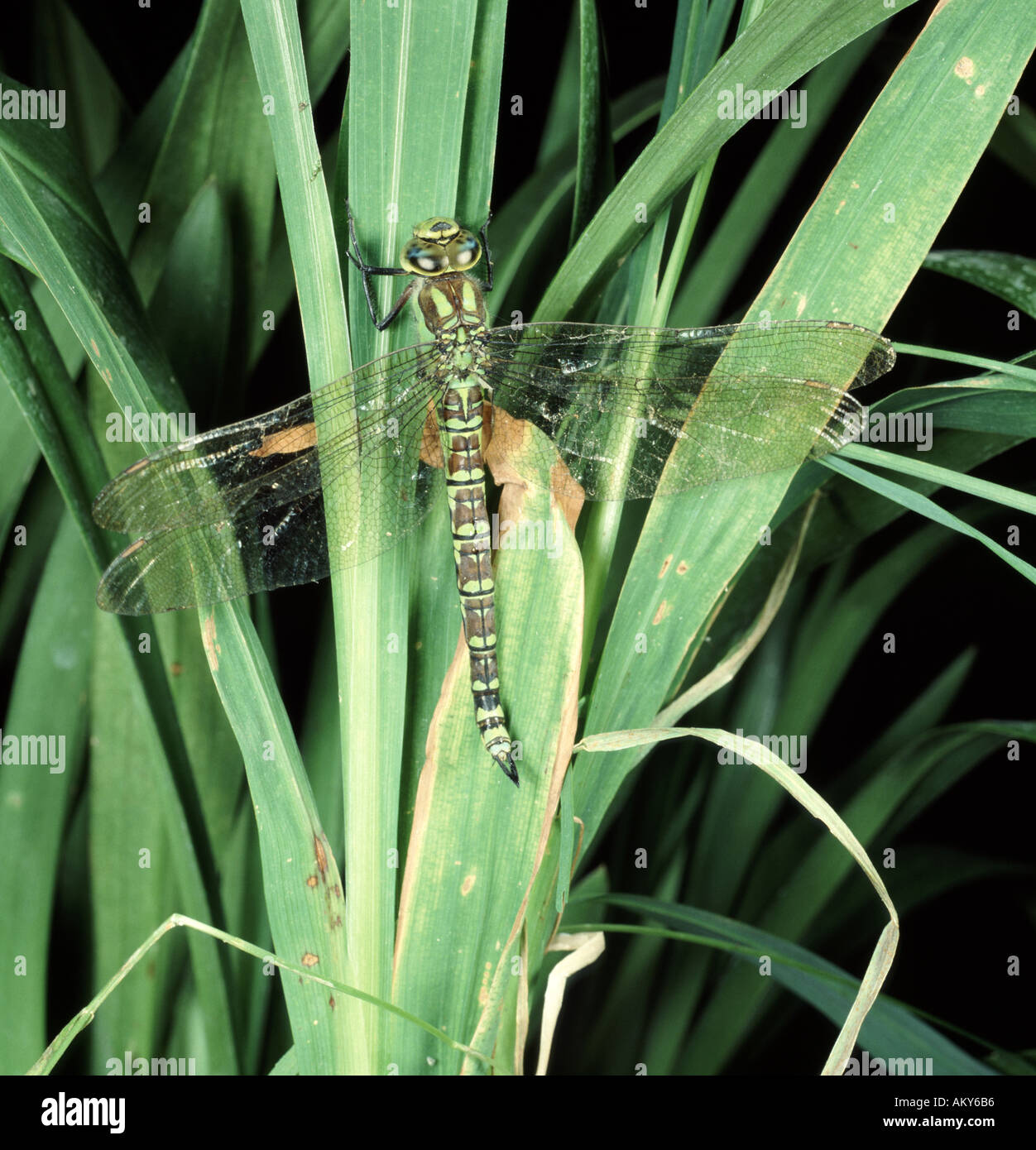 Erwachsenen Hawker Libelle Aeshna Cyanea am Pflanzenstängel close up zeigt komplizierte Flügel detail Stockfoto