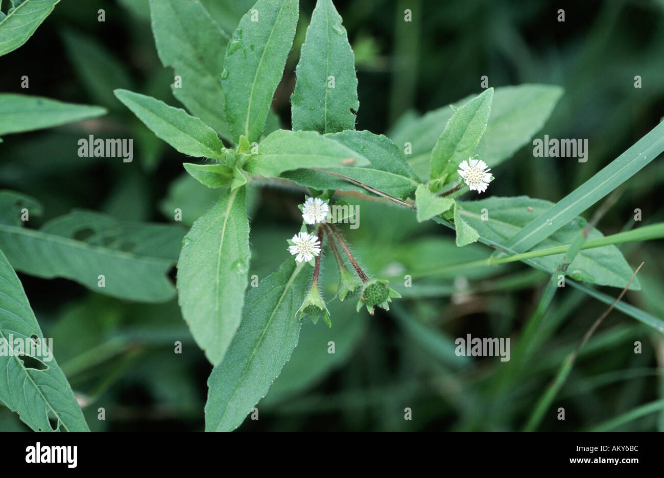 Nahaufnahme der Blüte Wildpflanze falsche Daisy Eclipta alba Stockfoto