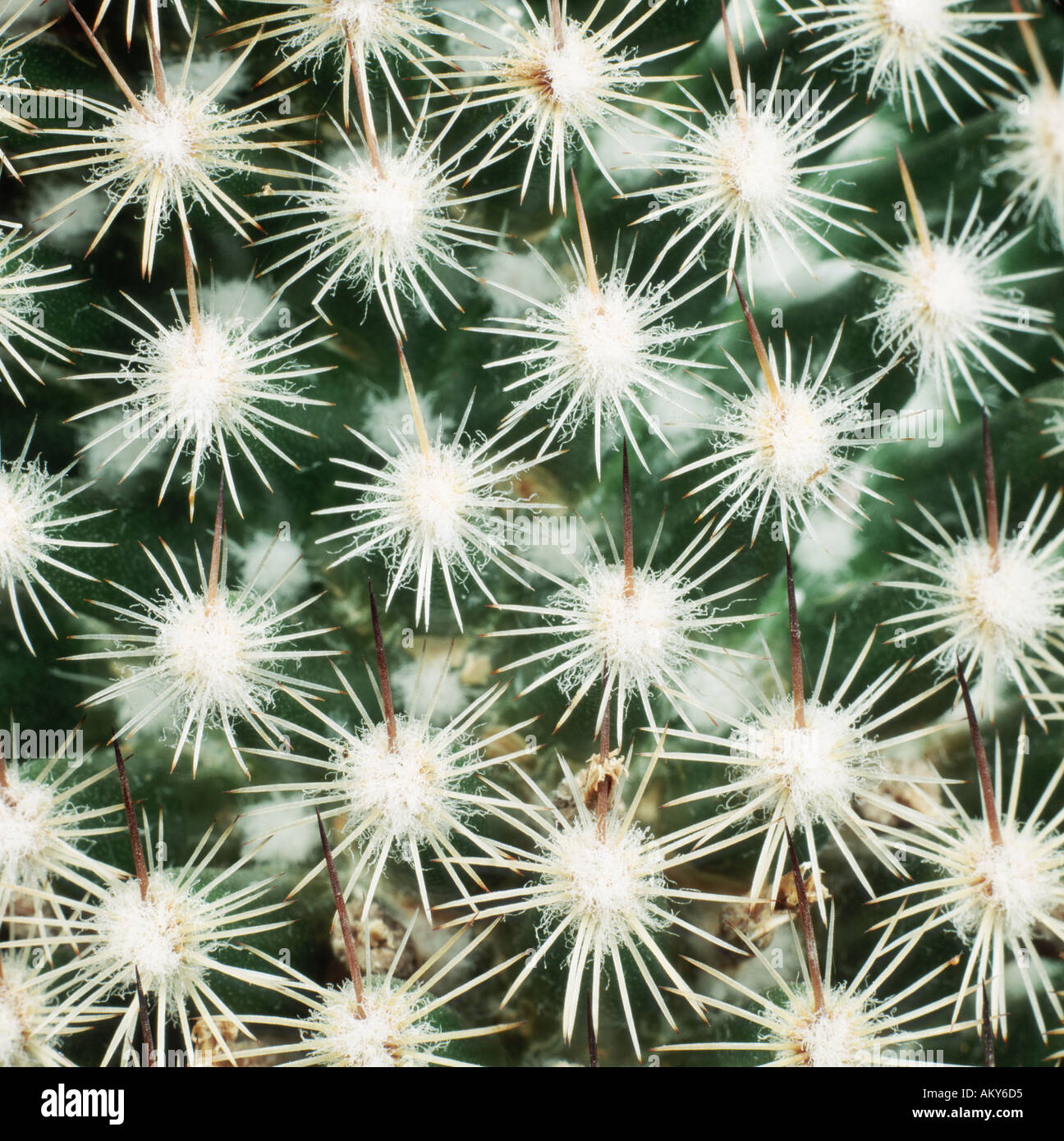 Nahaufnahme von regelmäßigen Gruppen Blatt Stacheln in Mustern auf eine dekorative Kaktus Pflanze Stockfoto