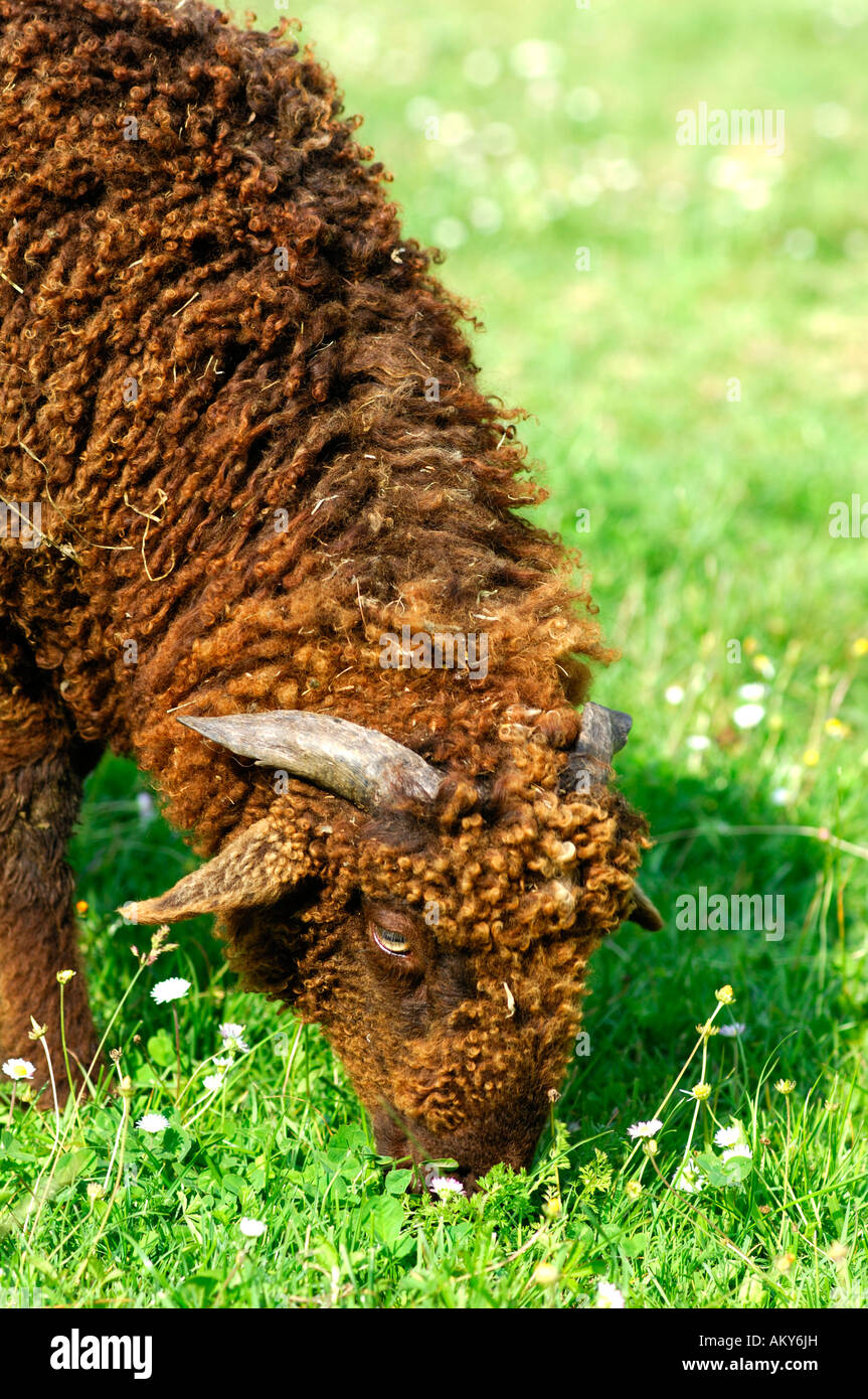 Vom Aussterben bedrohte Schweizer Schafe Rennen Roux du Valais Stockfoto