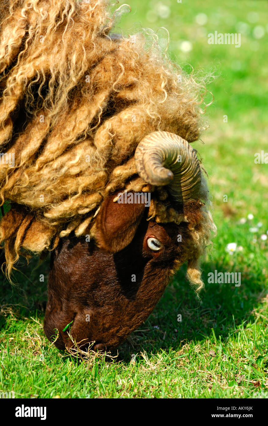 Vom Aussterben bedrohte Schweizer Schafe Rennen Roux du Valais Stockfoto