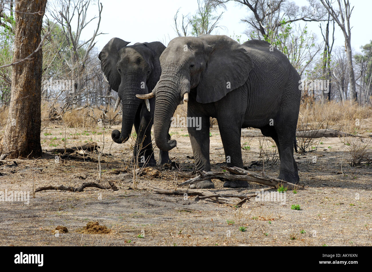 Zwei afrikanische Elefanten, Loxodonta Africana, Ostafrika Stockfoto