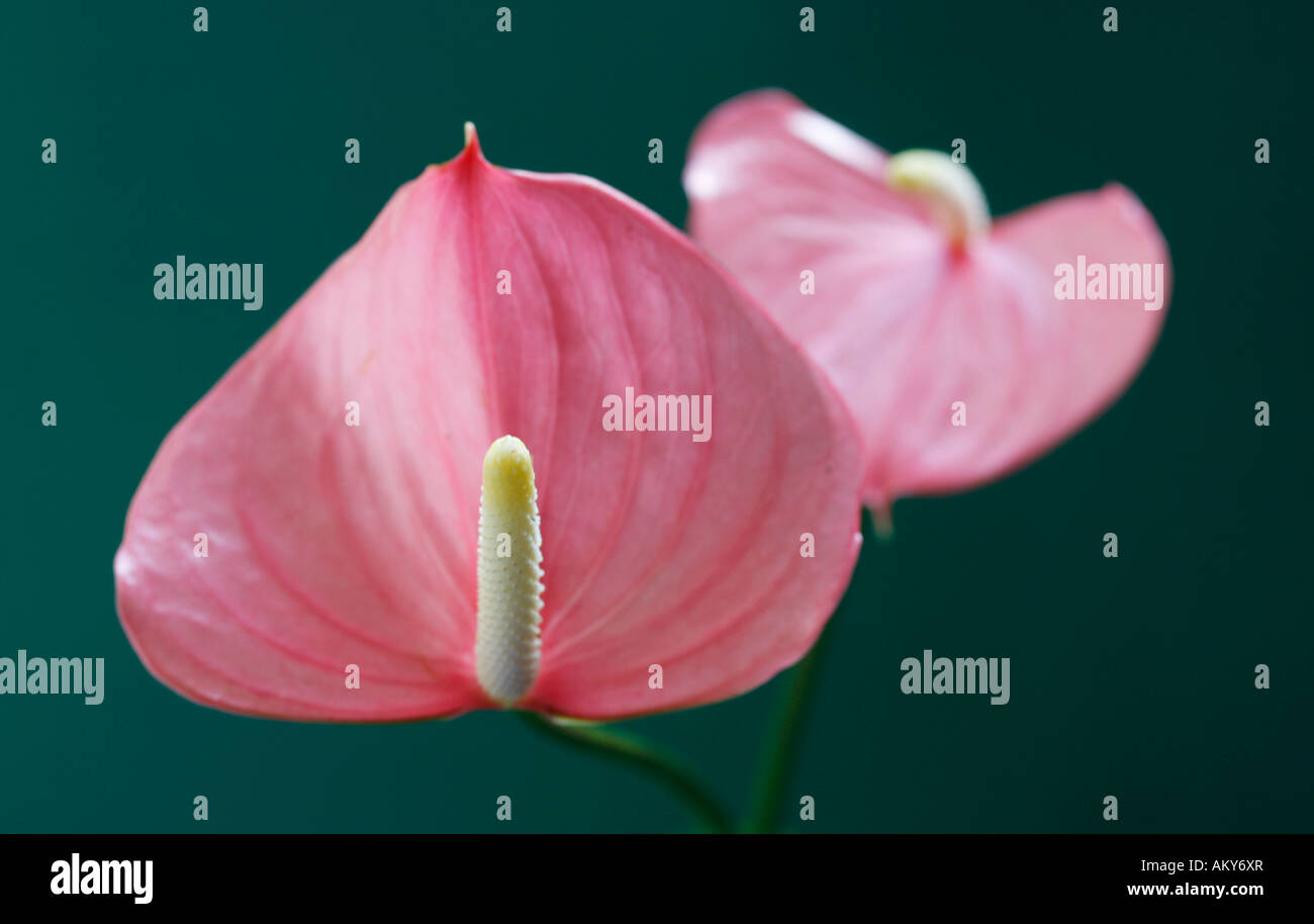 Anthurium Stockfoto