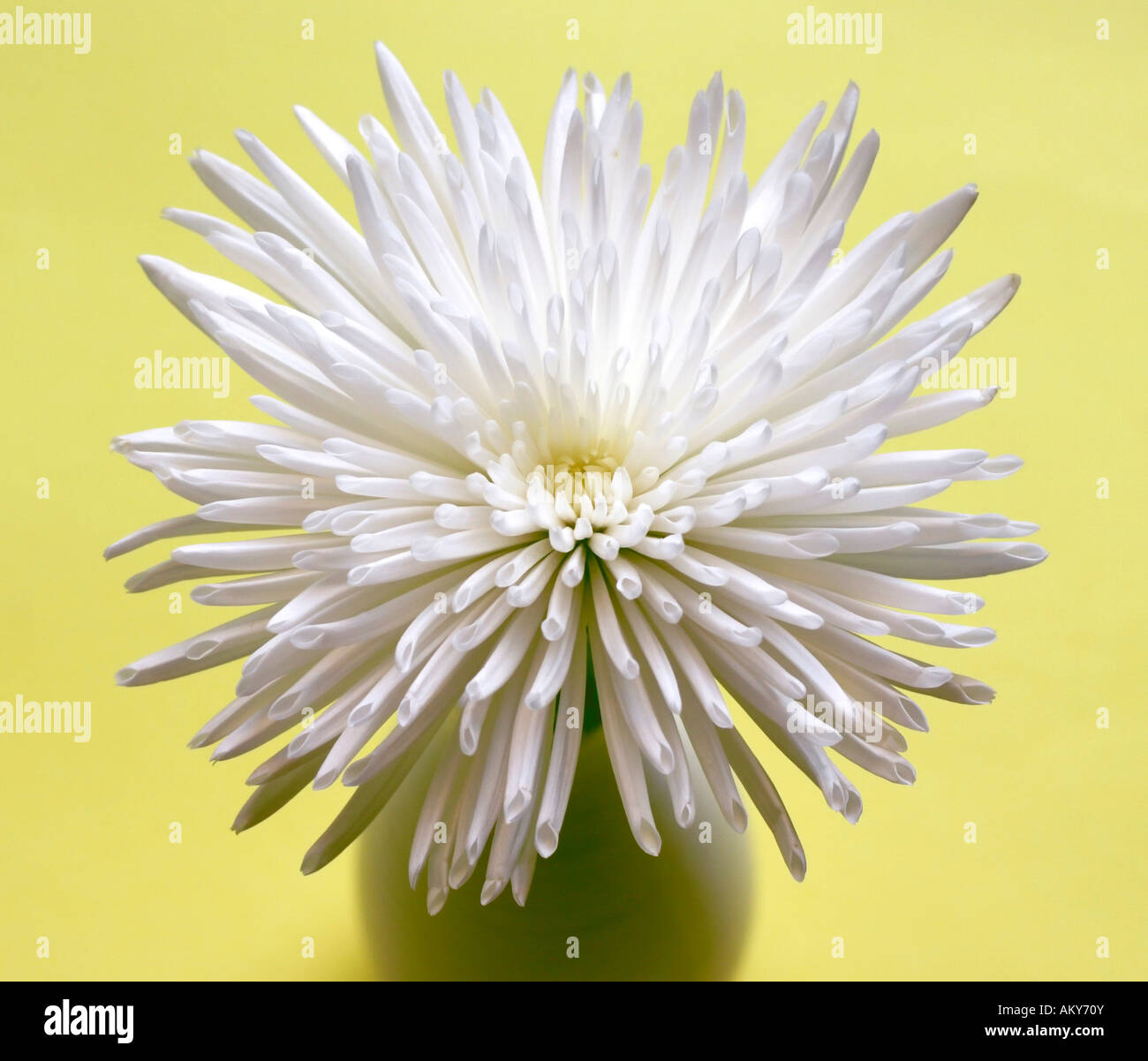 Chrysantheme in vase Stockfoto
