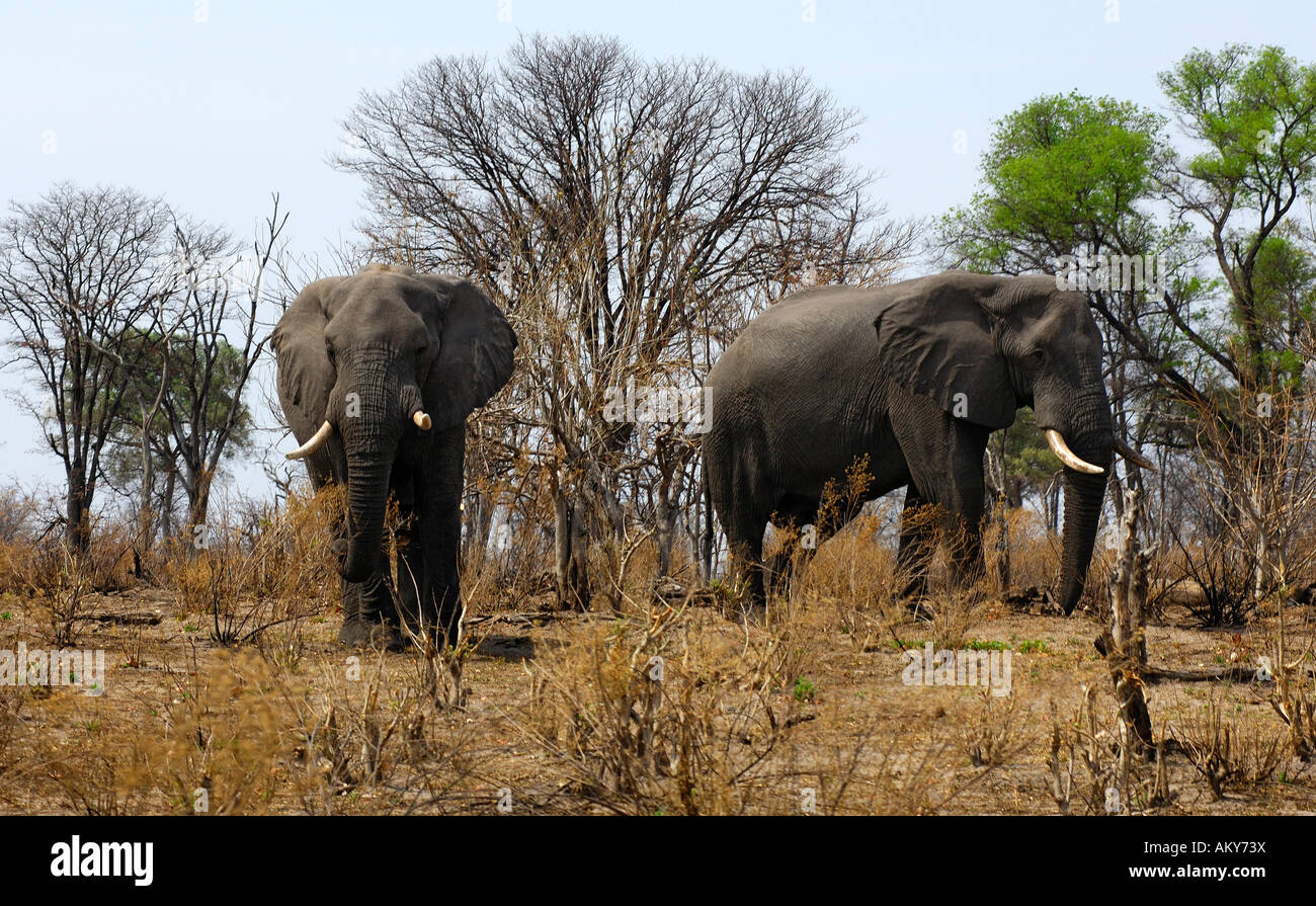 Afrikanischer Elefant, Loxodonta Africana, Ostafrika Stockfoto
