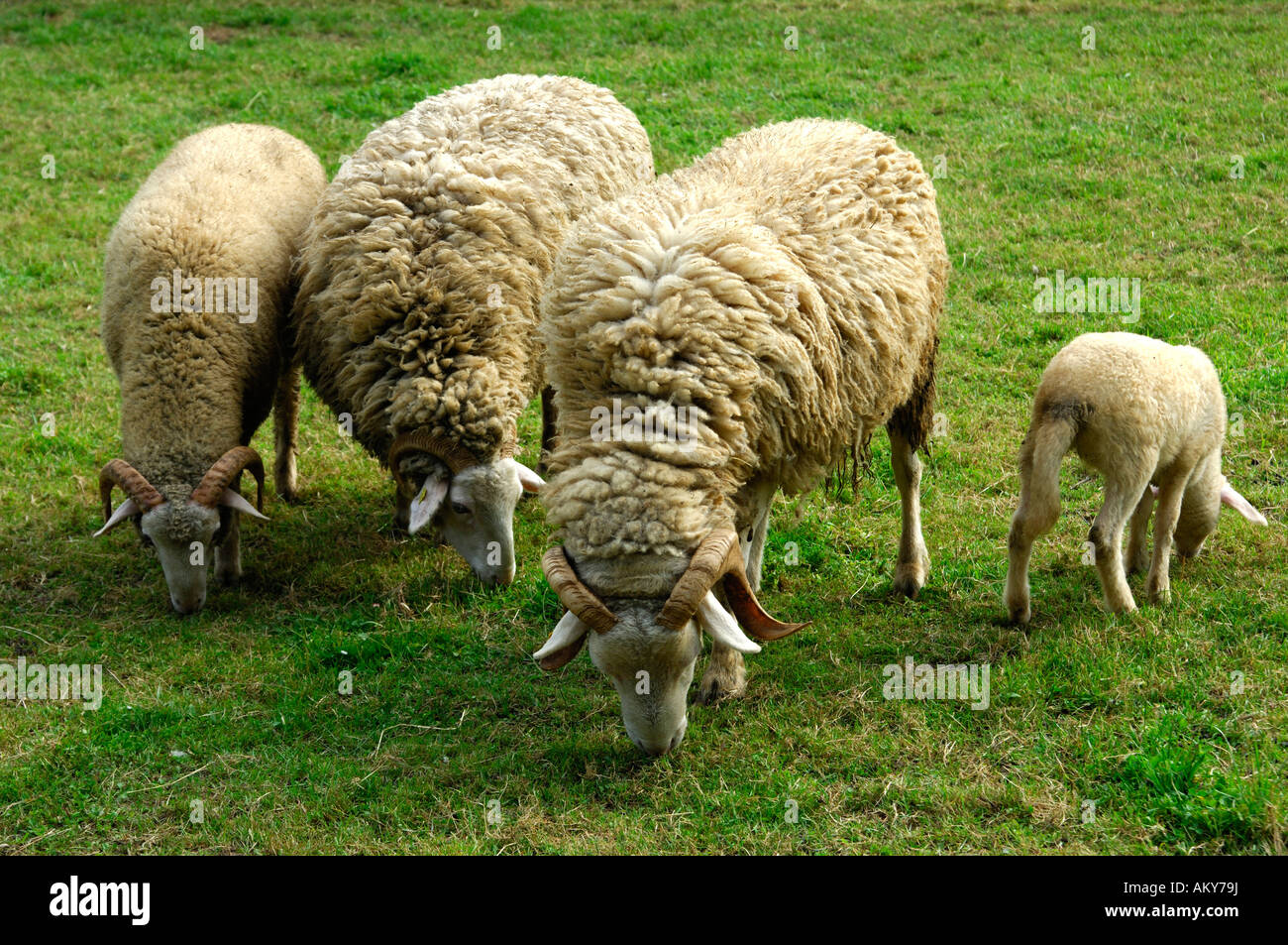 Vom Aussterben bedrohte Schweizer Schafe Rennen, Bündner Oberland, Tavetscher Schaf Stockfoto