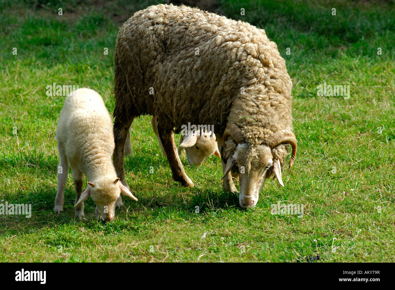 Vom Aussterben bedrohte Schweizer Schafe Rennen, Bündner Oberland, Tavetscher Schaf Stockfoto