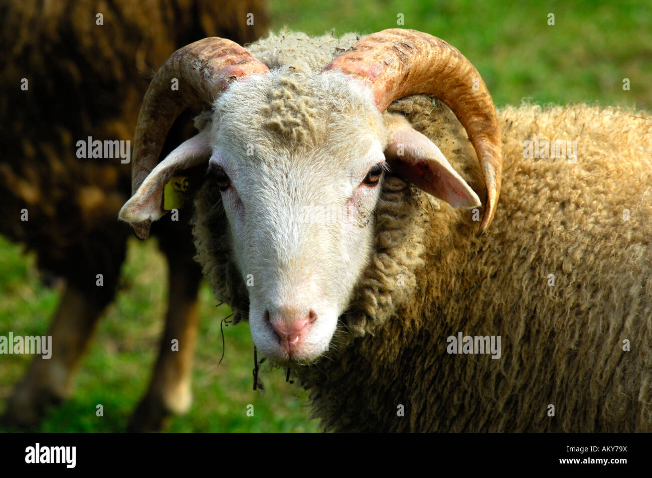 Vom Aussterben bedrohte Schweizer Schafe Rennen Bündner Oberland, Tavetscher Schaf Stockfoto