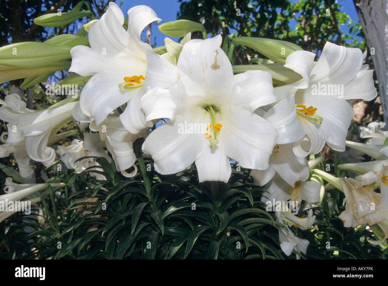 Blumen, Matala, Kreta, Griechenland Stockfoto