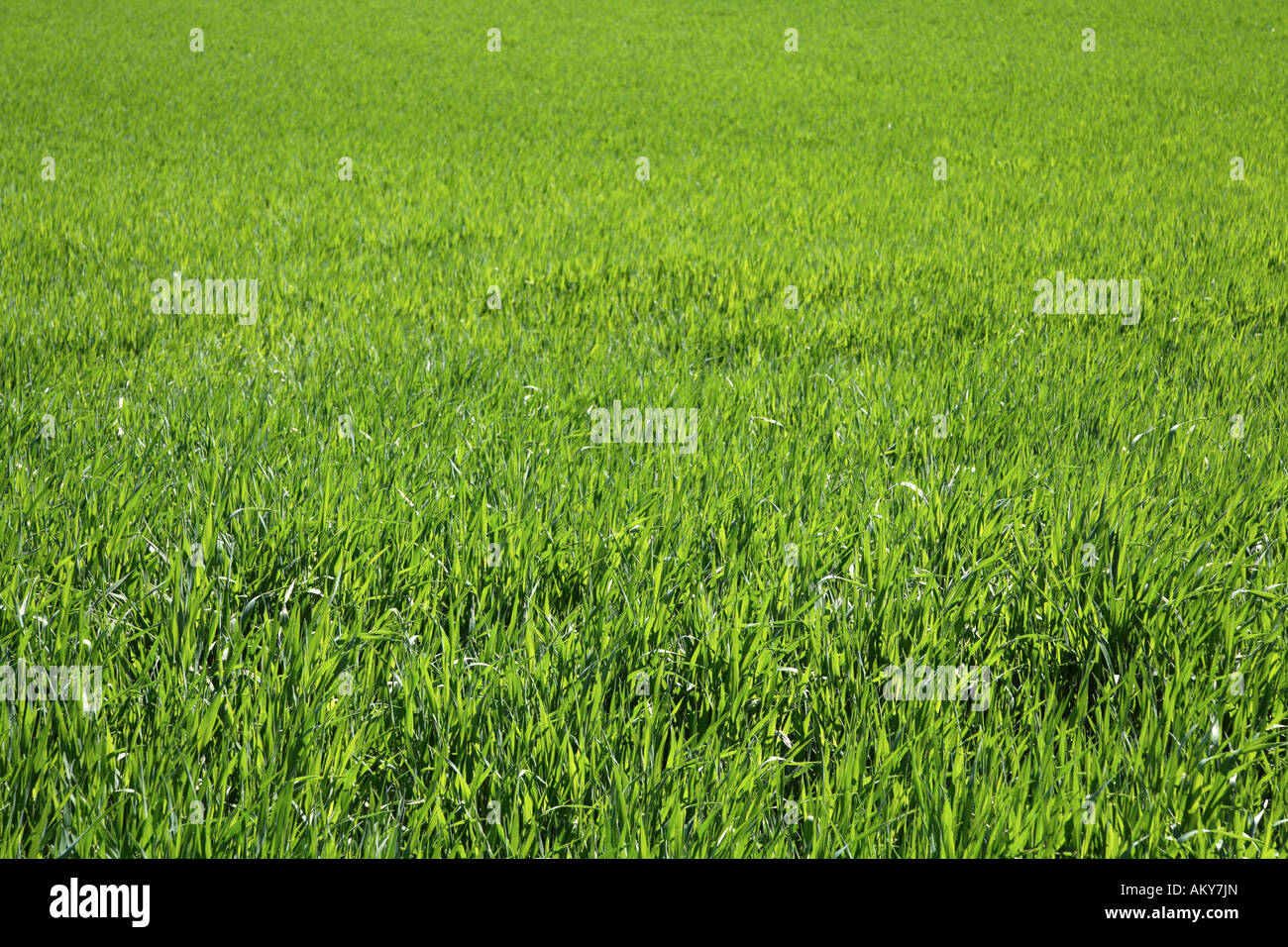 Deutschland, Bayern, Weizenfeld Stockfoto