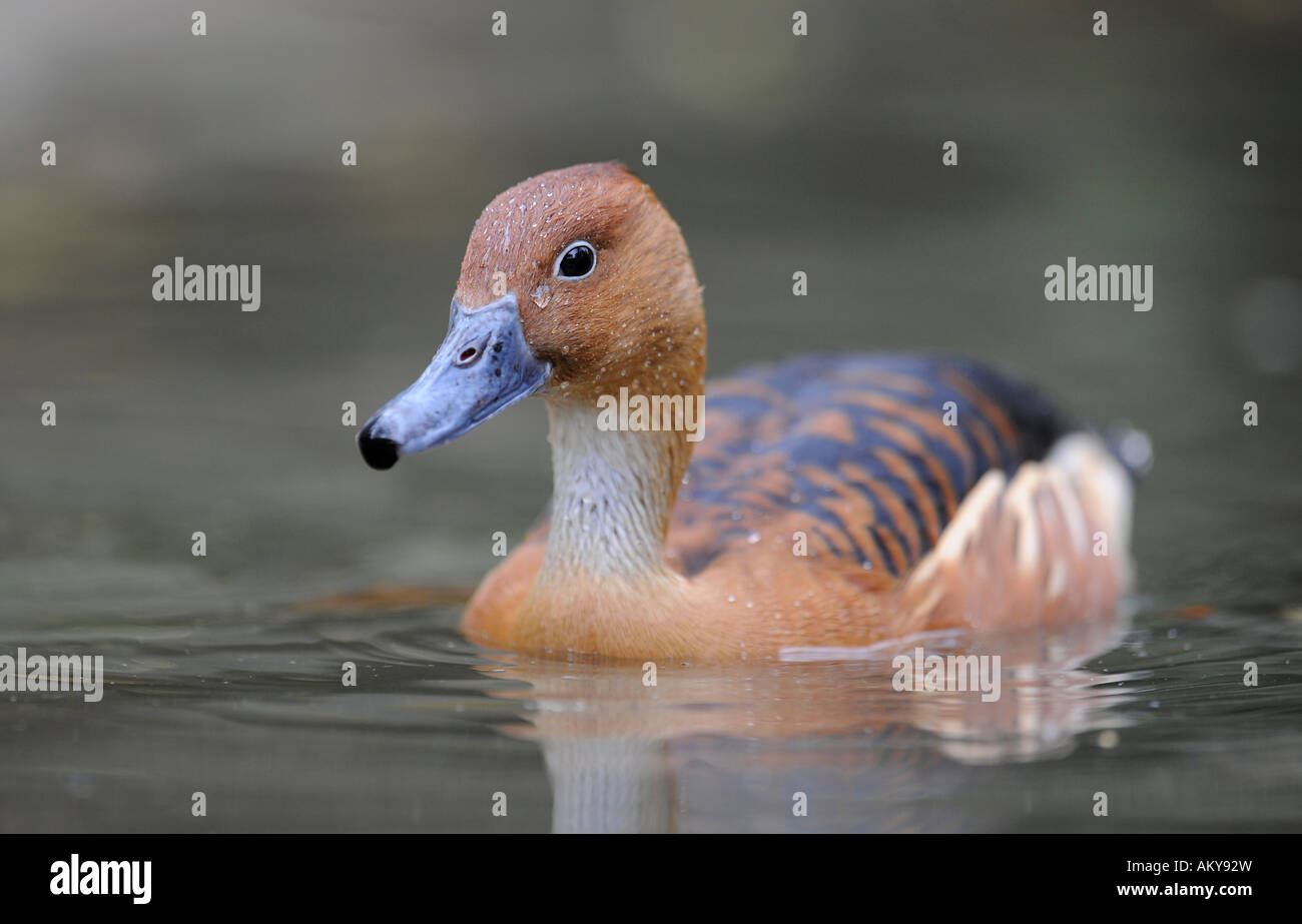 Fulvous Pfeifen Ente (Dendrocygna bicolor) Stockfoto