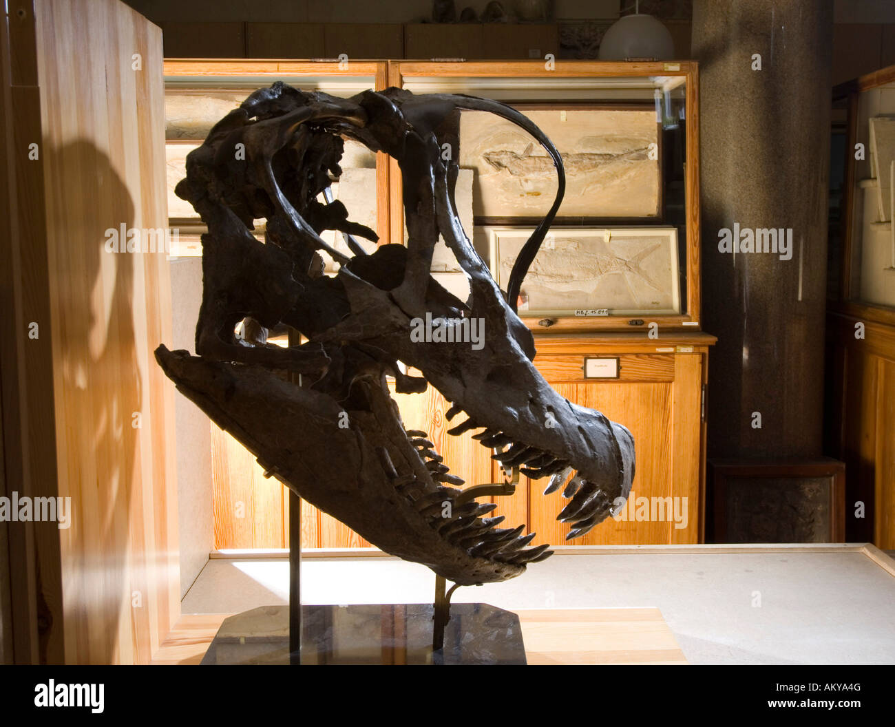 Museum für Naturkunde, Berlin, Schädel von Brachiosuarus Stockfoto