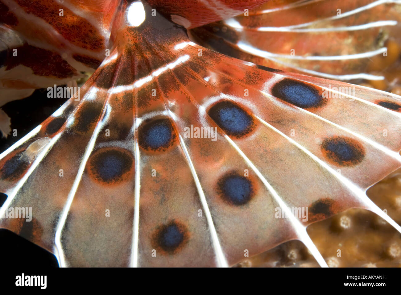 FIN von einem roten Rotfeuerfisch (Pterois Volitans) mit Parasiten Stockfoto