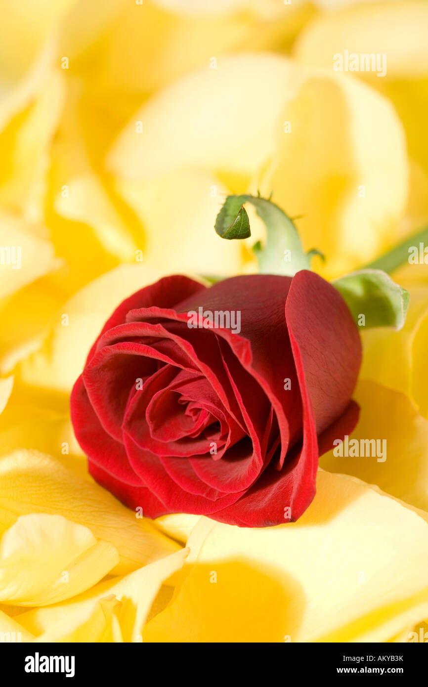 Red Rose auf Blütenblätter Stockfoto
