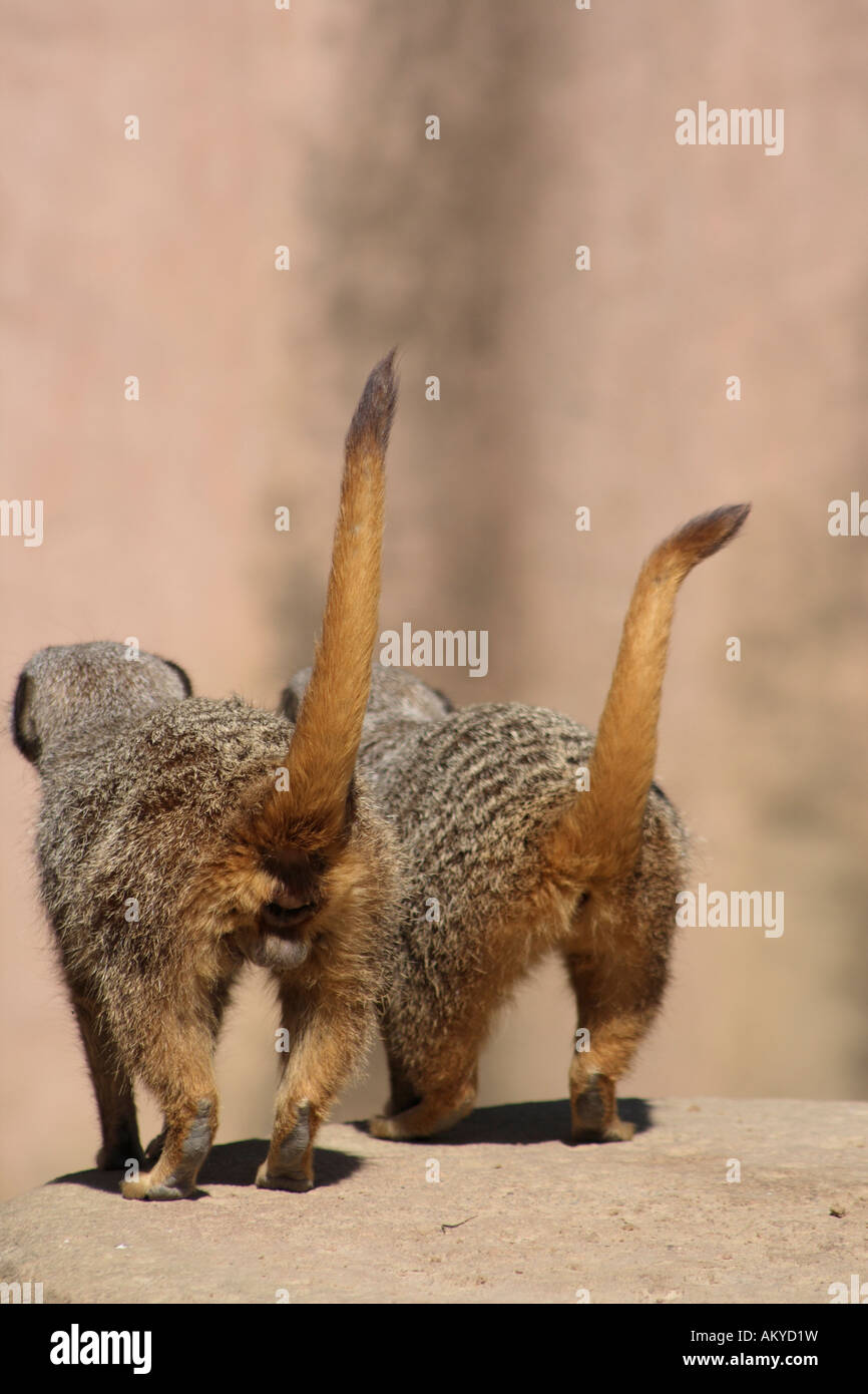 Zwei Erdmännchen, Rückansicht Stockfoto Zwei Erdmännchen, Rückansicht Stockfoto