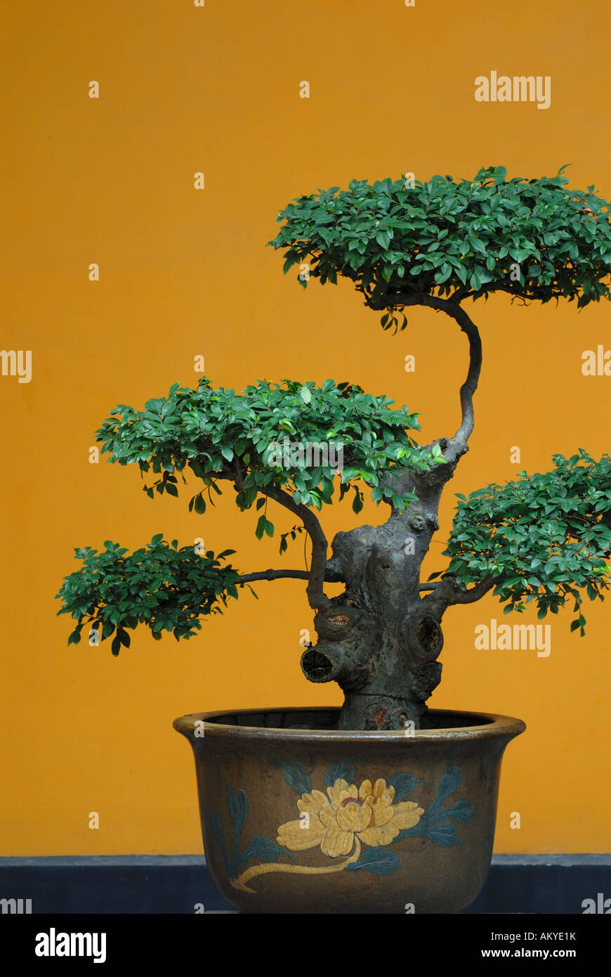 Bonsai baum Fotos und Bildmaterial in hoher Auflösung Alamy