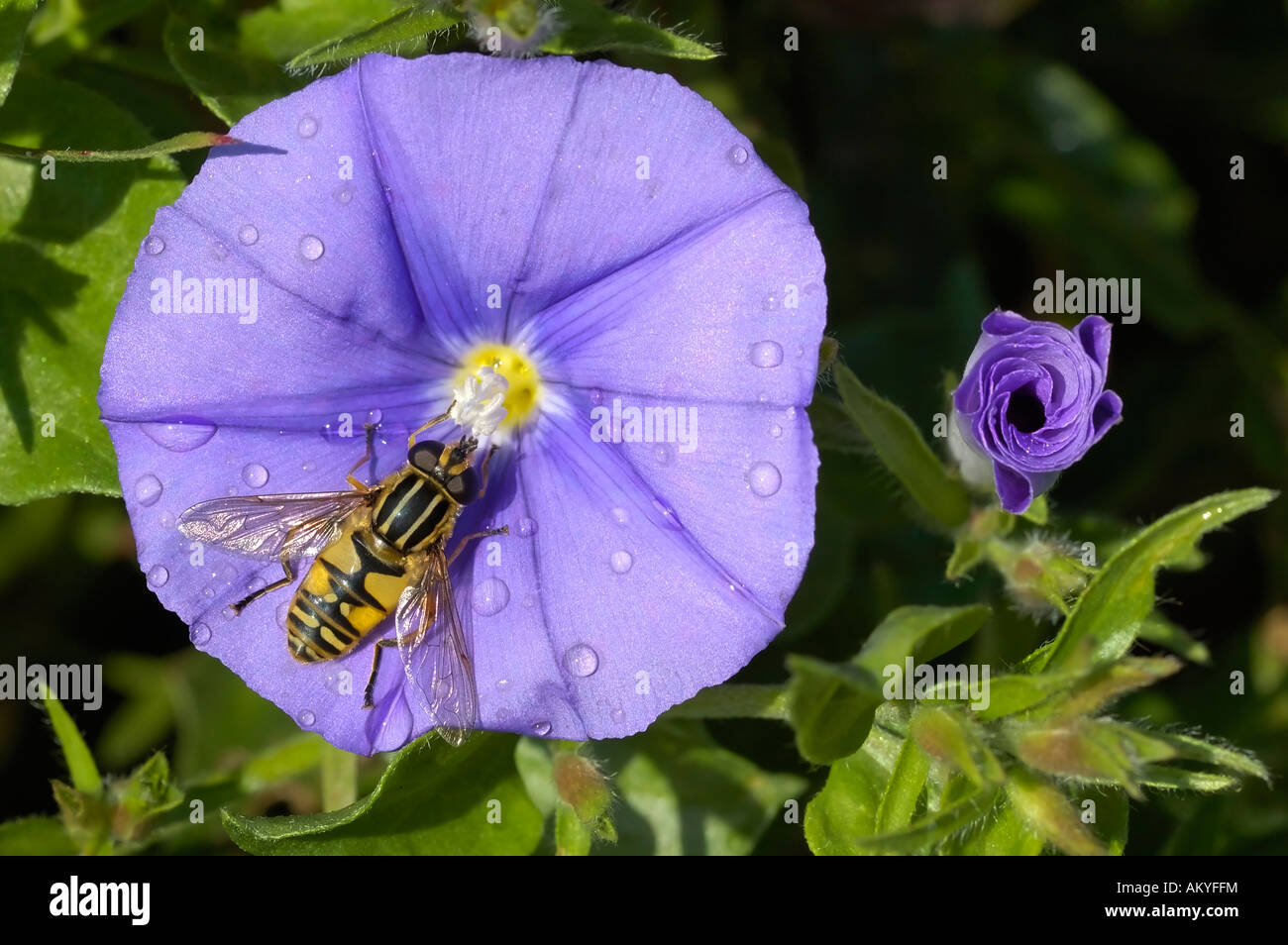 Hoverfly und blauen Rock Ackerwinde Convolvulus sabatius Stockfoto