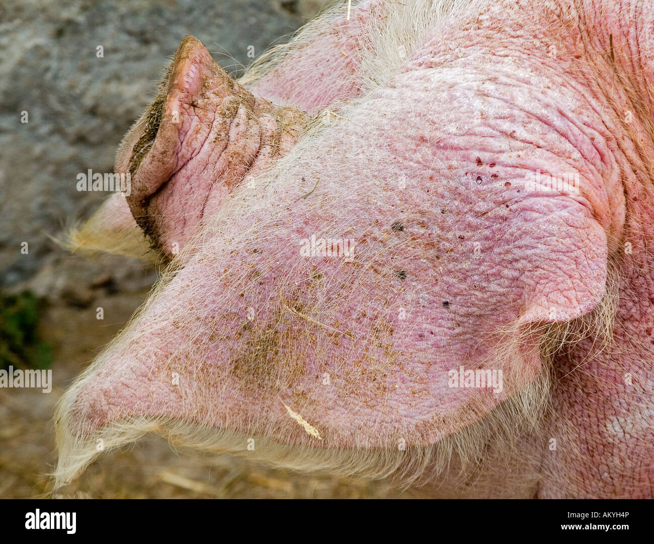 Ein Schweineohr Stockfoto
