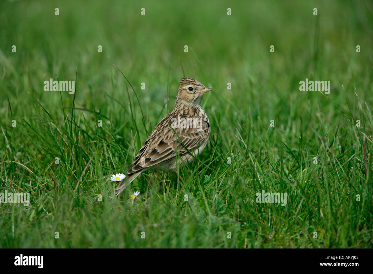 FELDLERCHE Alauda Arvensis IN Wiese KENT UK APRIL Stockfoto
