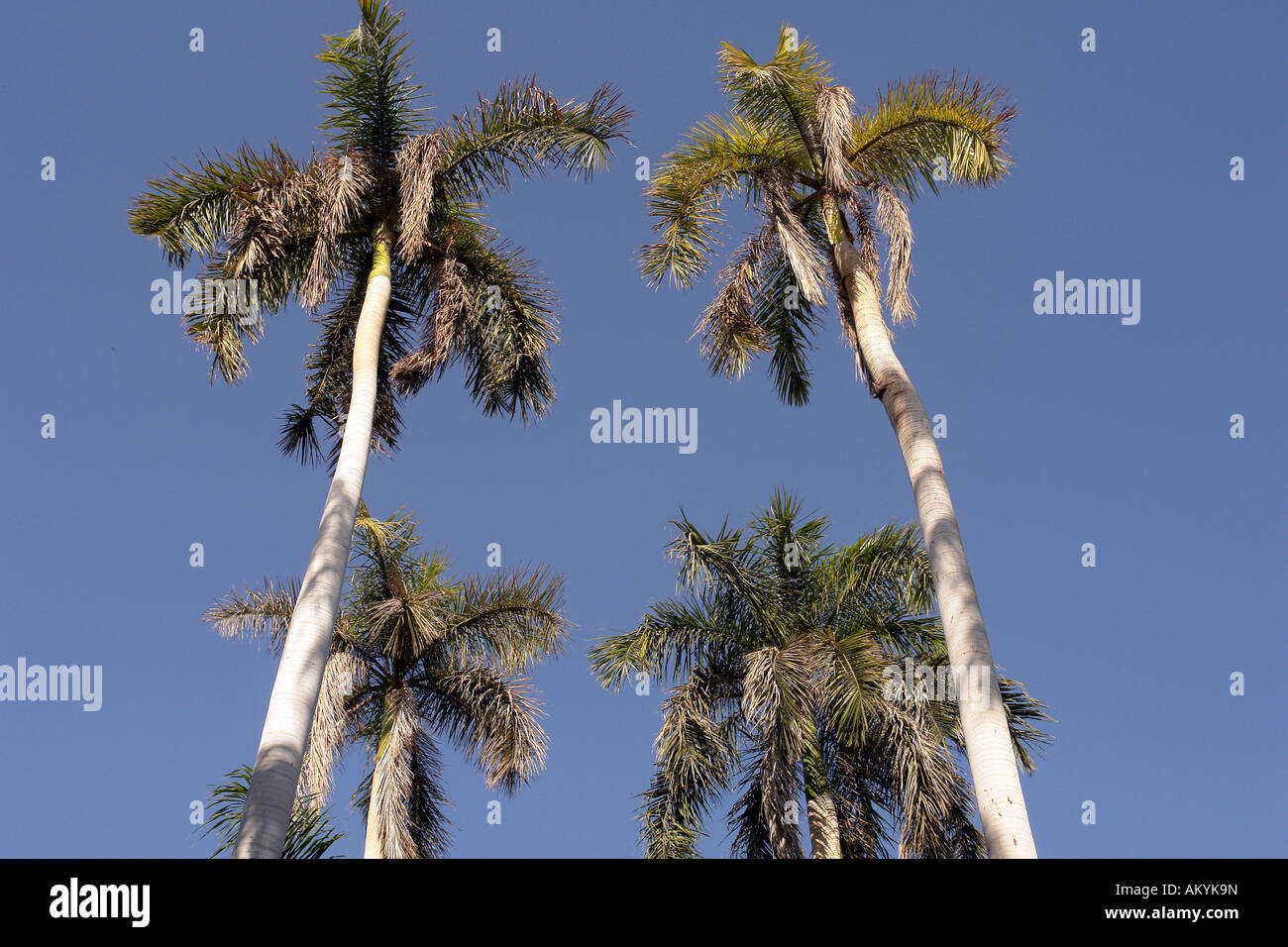 Assuan - Ägypten-Kingsize-Palmen (Roystonea Regia) auf der Kitchener-Insel im Nil, Assuan, Assuan, Ägypten Stockfoto