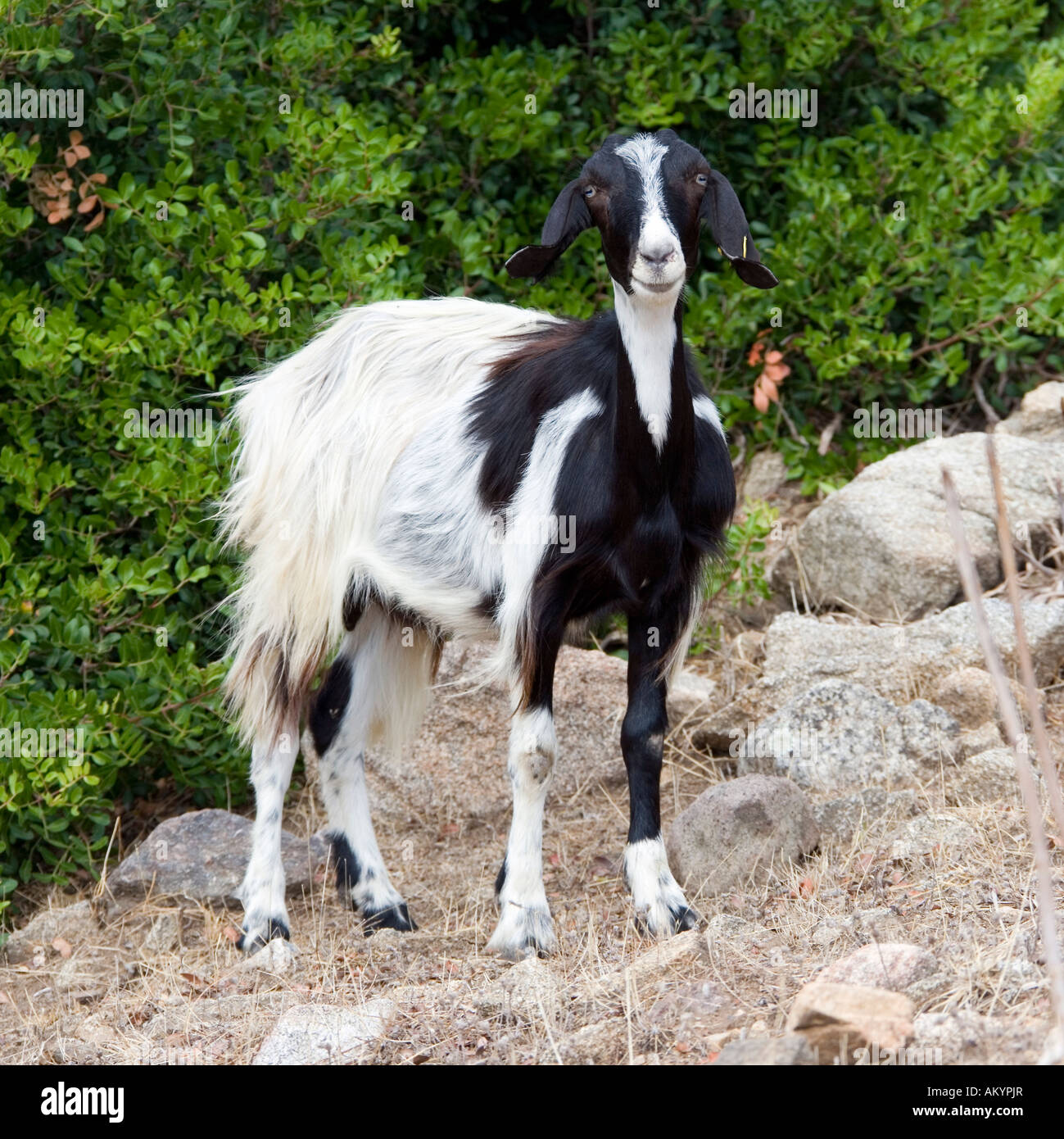 Eine Ziege in das Bergland in der Nähe von Orosei, Provinz Nuoro, Sardinien, Italien Stockfoto
