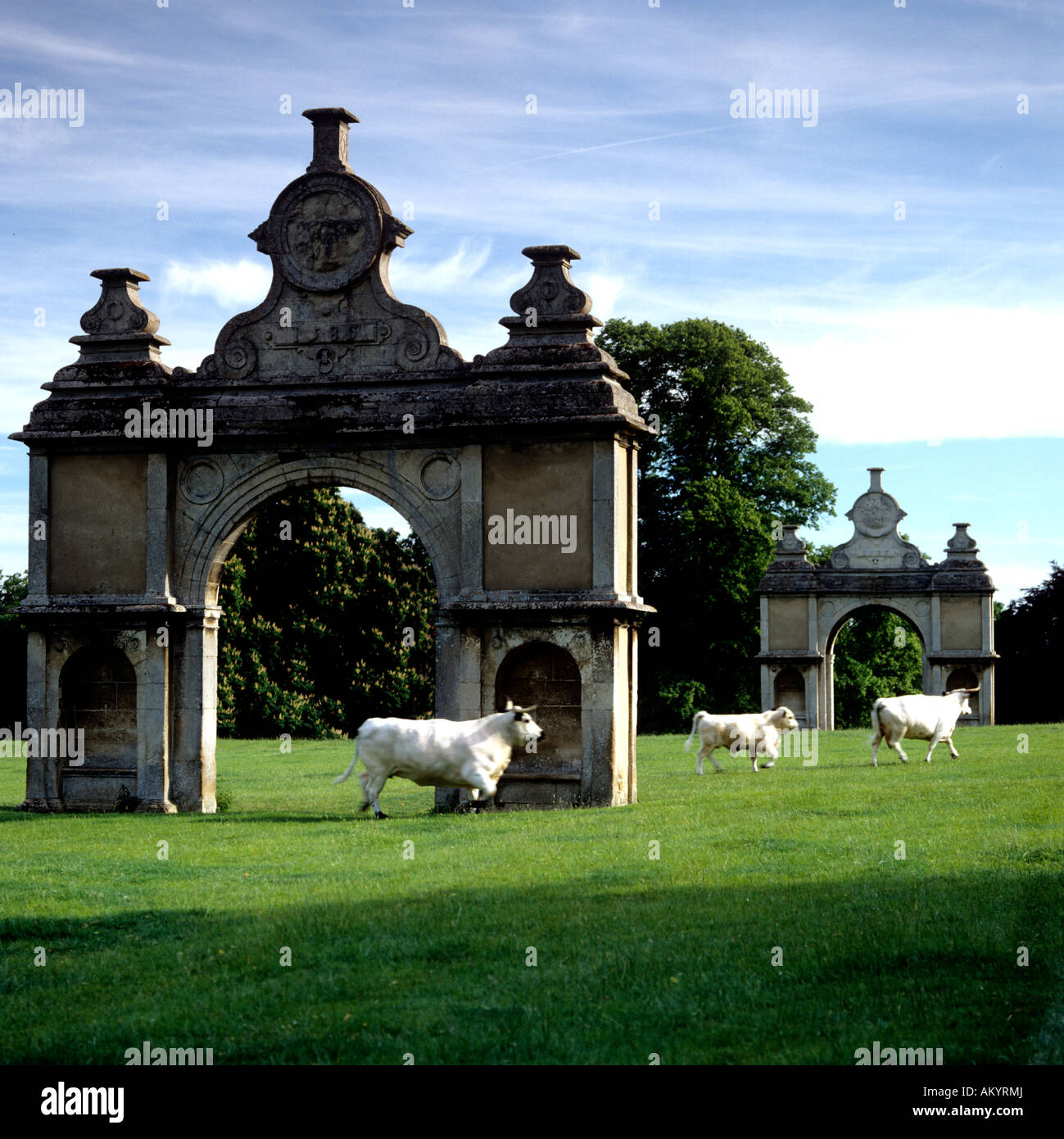 Rinder, die zu Fuß auf dem Gelände des englischen Herrenhaus Holdenby House Stockfoto
