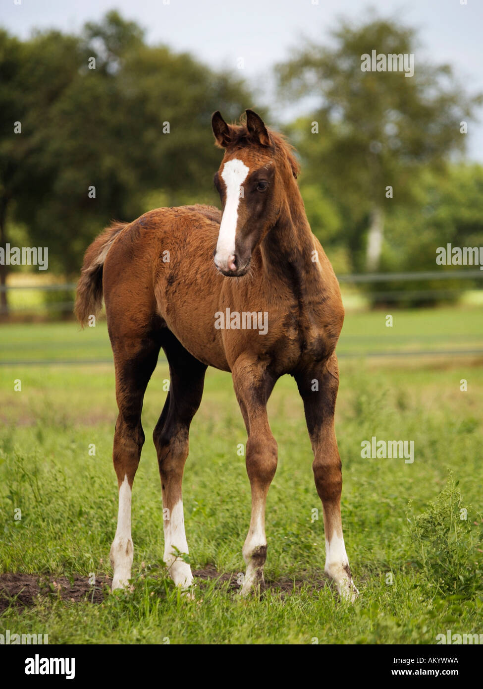 Dieses schöne Fohlen namens Beckham ist nur 3 Monate alten Ruurlo Niederlande Stockfoto
