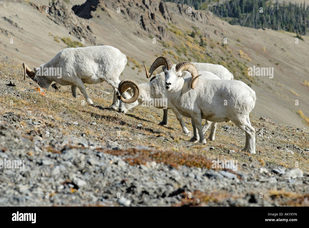 Dall Shep, lat. Ovis Dalli, Sheep Mountain, Kluane National Park, Yukon Territorium, Kanada Stockfoto
