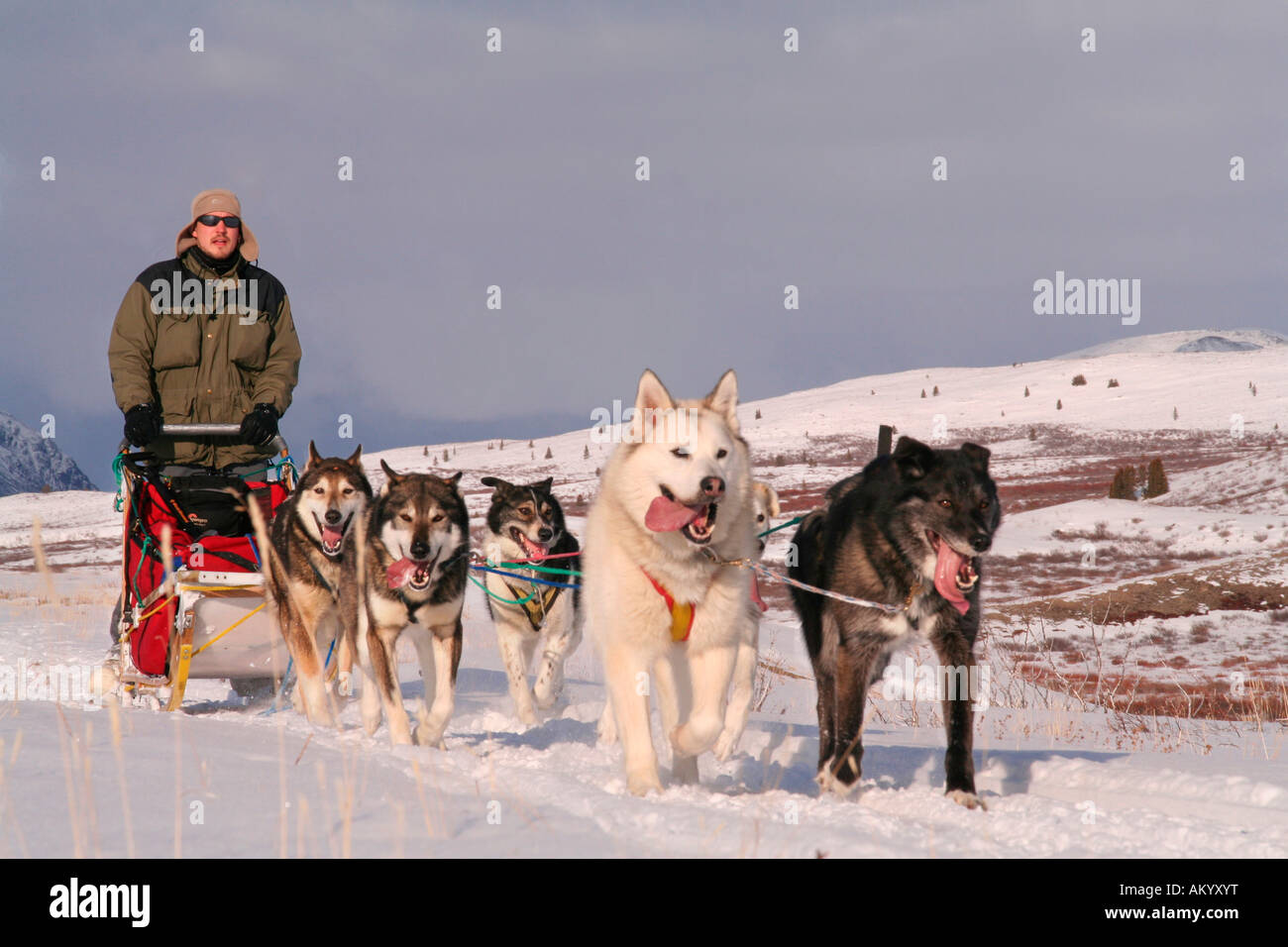Dogteam mit Musher, Tundra, Yukon Territorium, Kanada Stockfoto