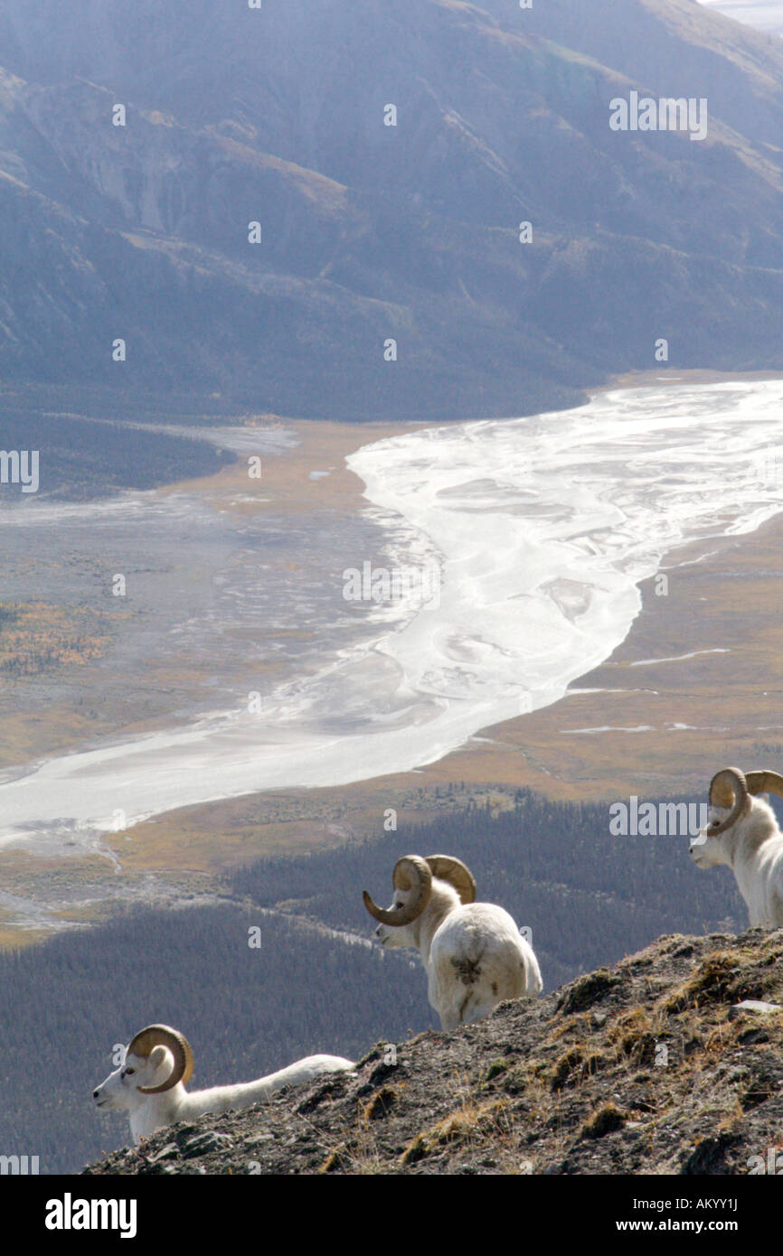 Dall-Schafe, Ovis Dalli, Männlich, auf einem Grat, Yukon Territorium, Kanada Stockfoto