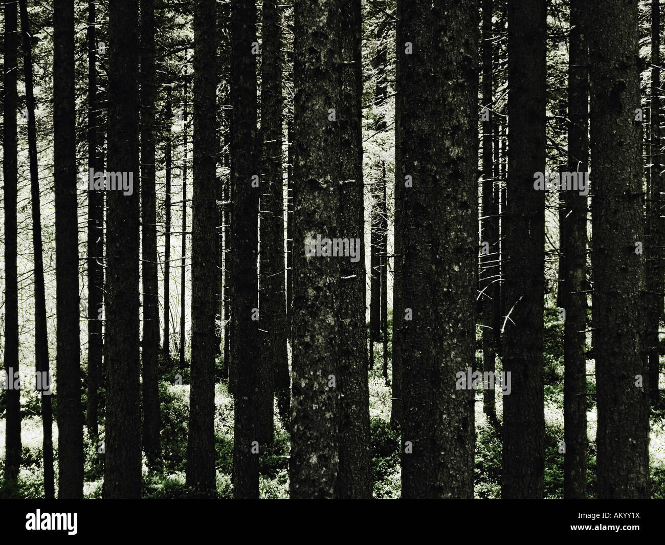 Sonnenlicht durchdringt Bäume im Wald-Südtirol-Italien Stockfoto