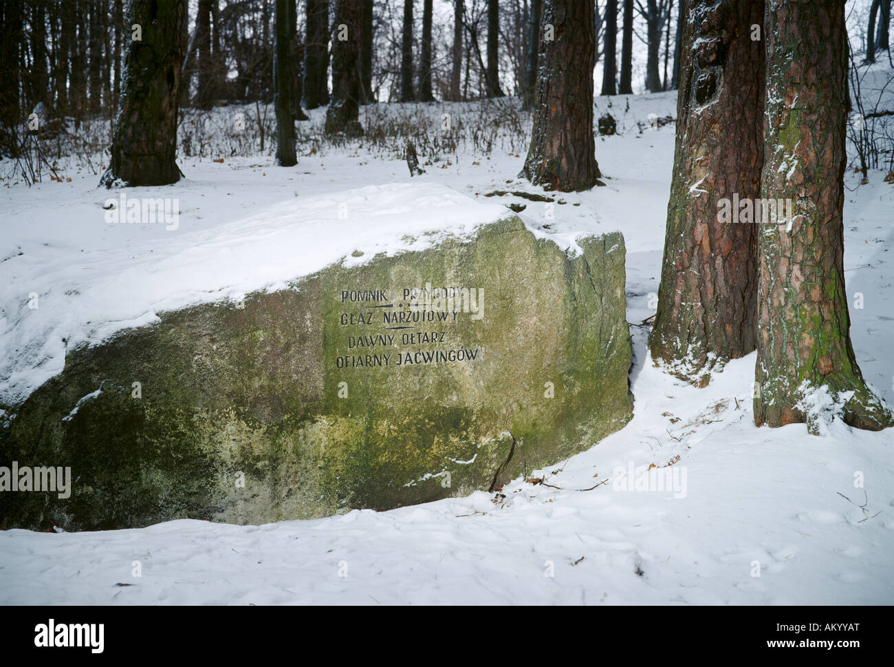 Antike jotwingische Opferaltstein in einem schneebedeckten Masurwald, glazial erratisch mit geschnitzter Inschrift, Polen Stockfoto