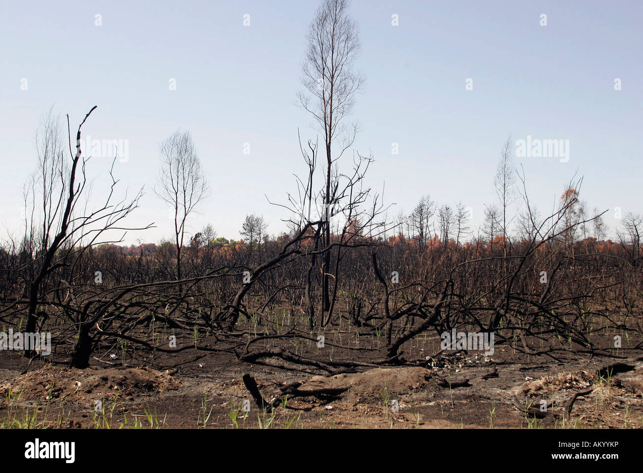 Griechenland vier Wochen nach dem Brand. Die Gegend um Kaiafa einmal war bedeckt mit Dünen und Wald, die jetzt alle verbrannt ist. Seebund Stockfoto