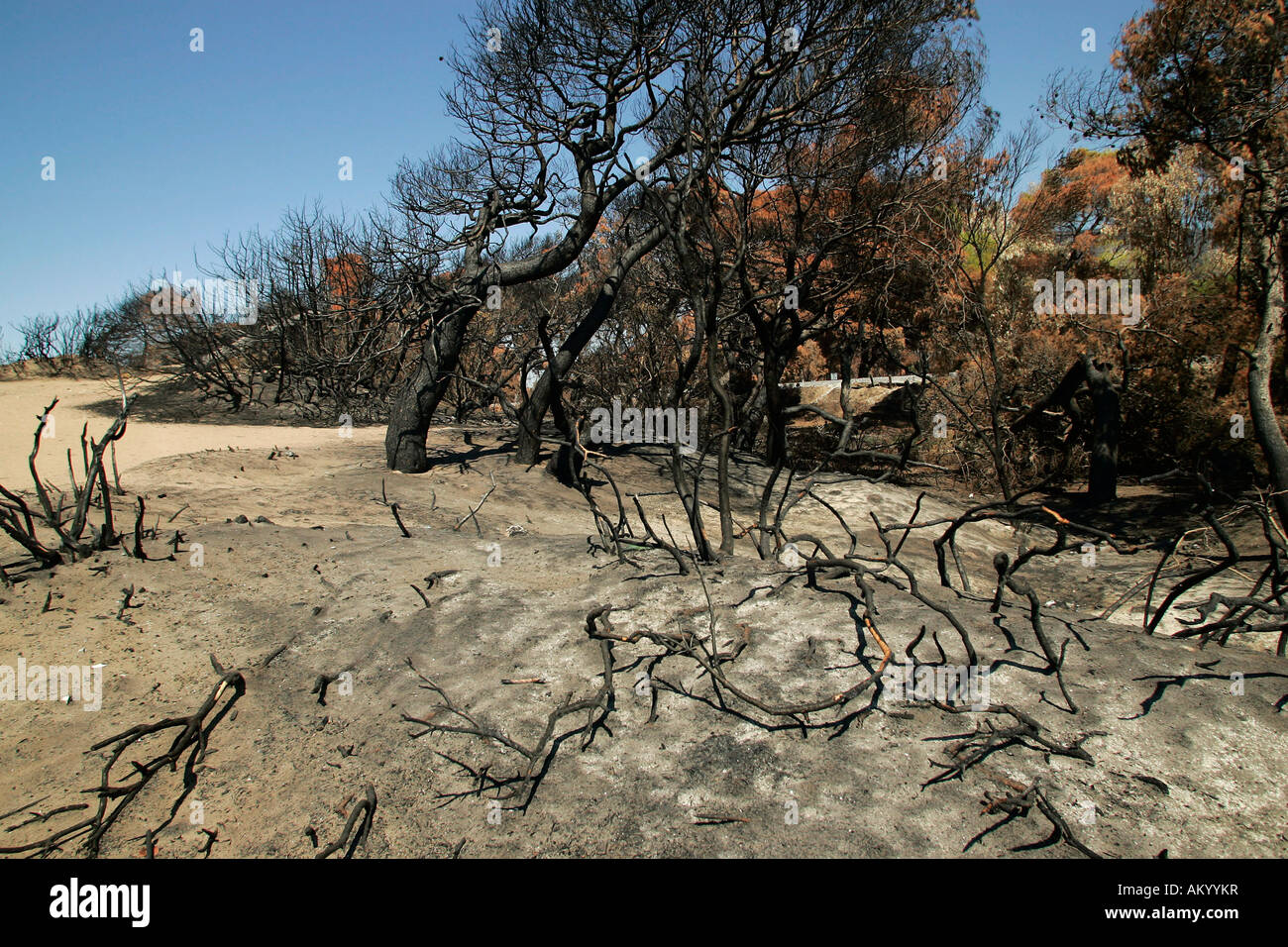 Griechenland vier Wochen nach dem Brand. Die Gegend um Kaiafa einmal war bedeckt mit Dünen und Wald, die jetzt alle verbrannt ist. Seebund Stockfoto