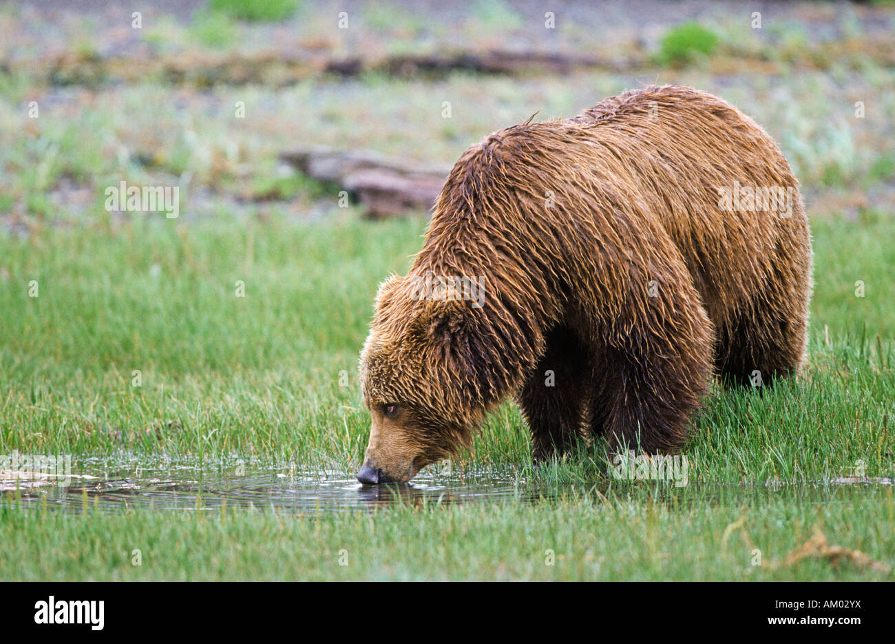 Braunbär (Ursus Arctos), Trinkwasser, Katmai Nationalpark, Alaska Stockfoto