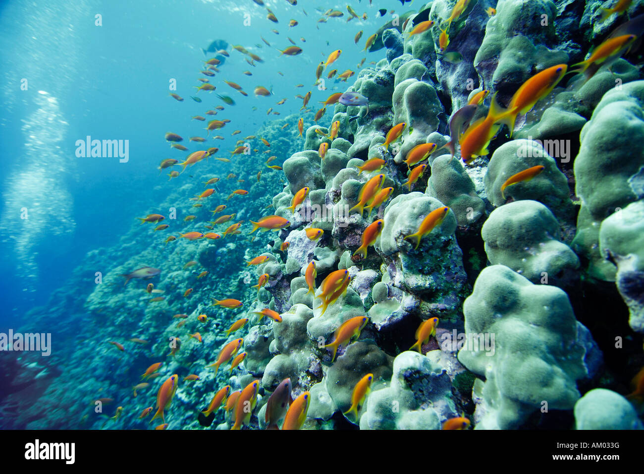 Lyretail Fee Basslet über Steinkorallen, Pseudanthias Squamipinnis, Rotes Meer-Ägypten Stockfoto