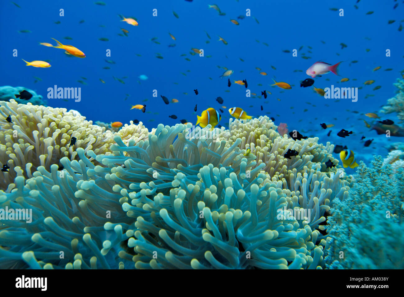 Clarks Anemonenfische, Amphiprion Clarkii, Schwimmen über Seeanemone, Hereracitis Magnifica, Rotes Meer, Ägypten Stockfoto