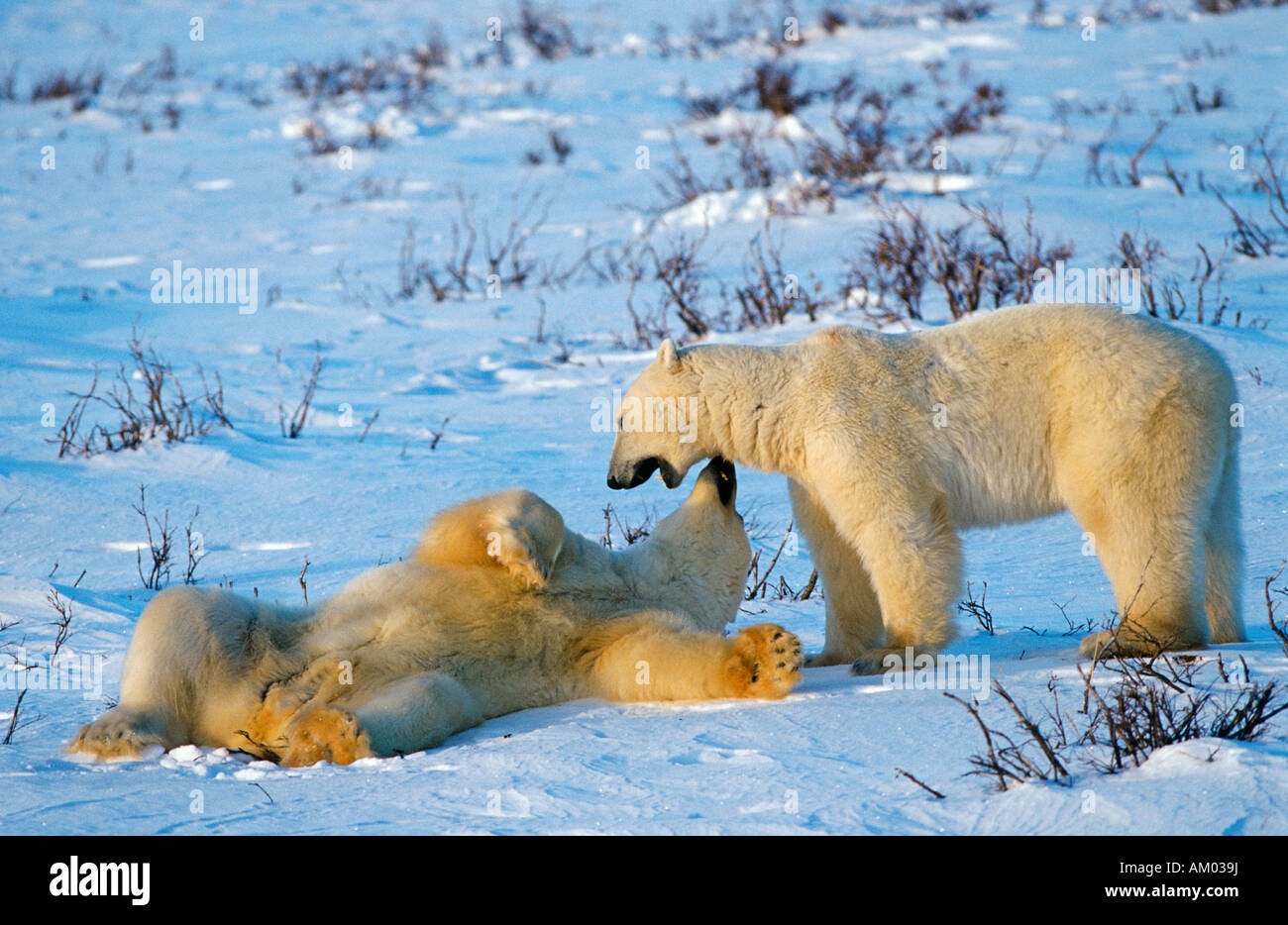 Eisbären (Ursus Maritimus), spielerisch kämpfen, Hudson Bay, Kanada, Nordamerika Stockfoto