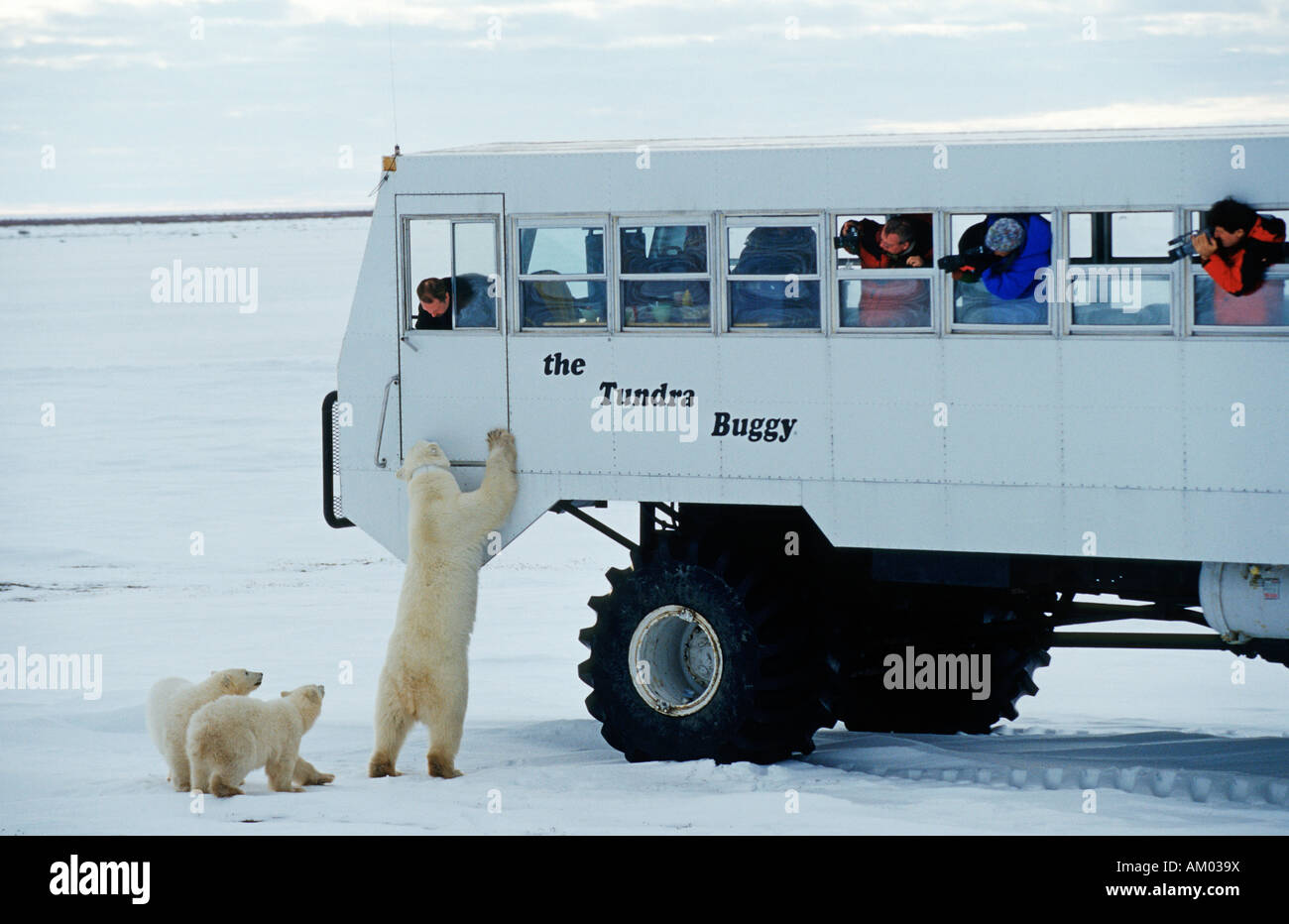 Eisbären (Ursus Maritimus), versucht die Mutter auf der Tundra Buggy, Jungtiere, Hudson Bay, Kanada, Nordamerika Stockfoto