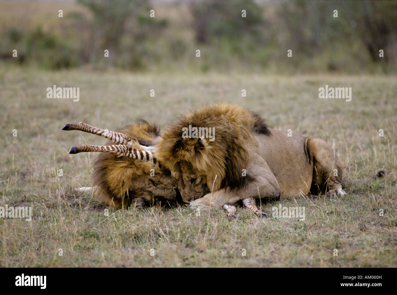 Zwei männliche Löwen töten ein junges Zebra (Equus Quagga Boehmi), Masai Mara National Reserve, Kenia Stockfoto