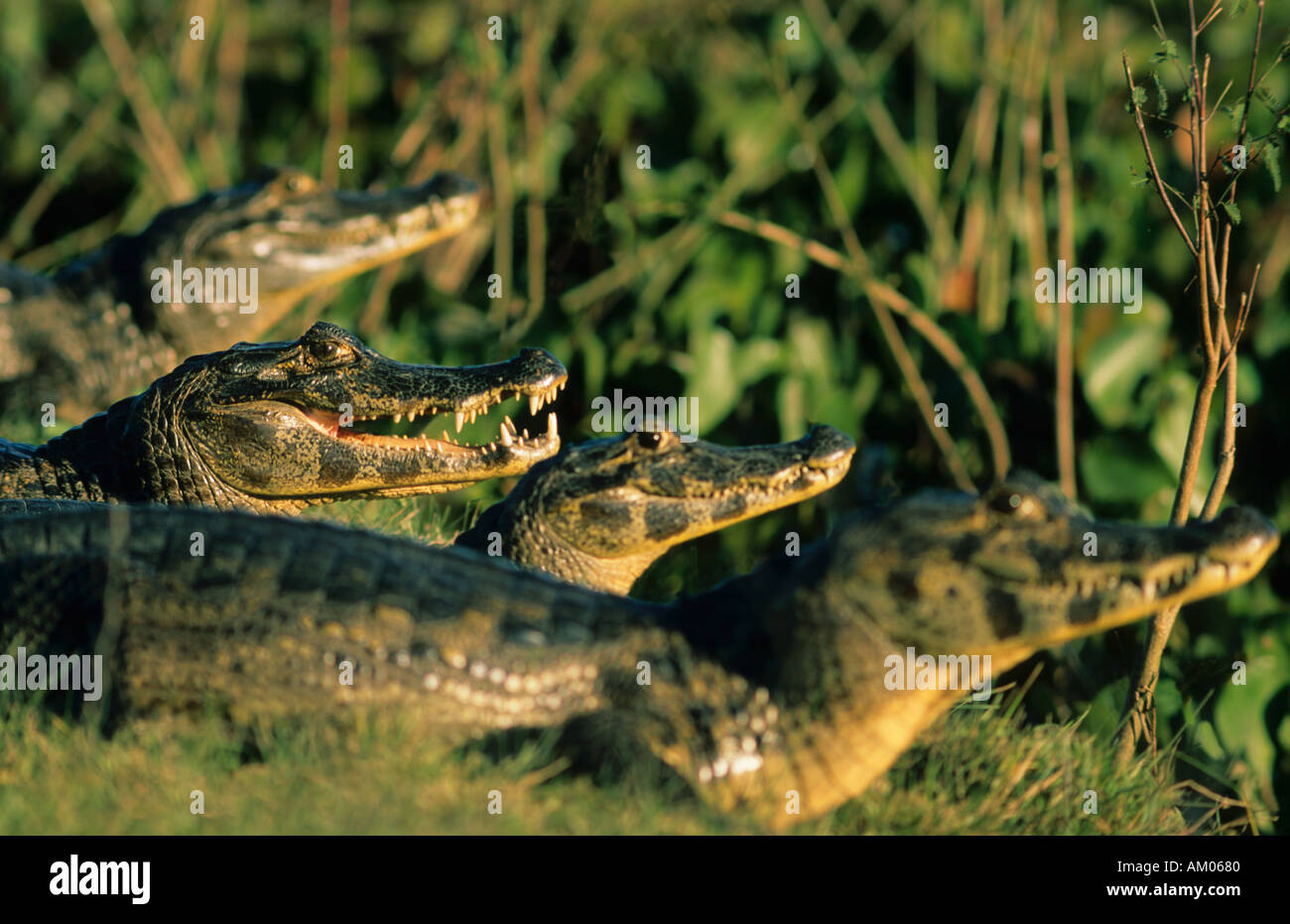 Alligatoren, die Sonne, Pantanal, Mato Grosso, Brasilien Stockfoto