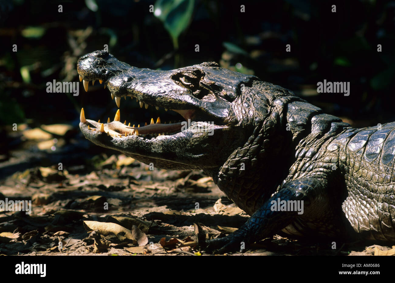 Alligator Caiman Crocodilus Yacare Pantanal Mato Grosso, Brasilien Stockfoto