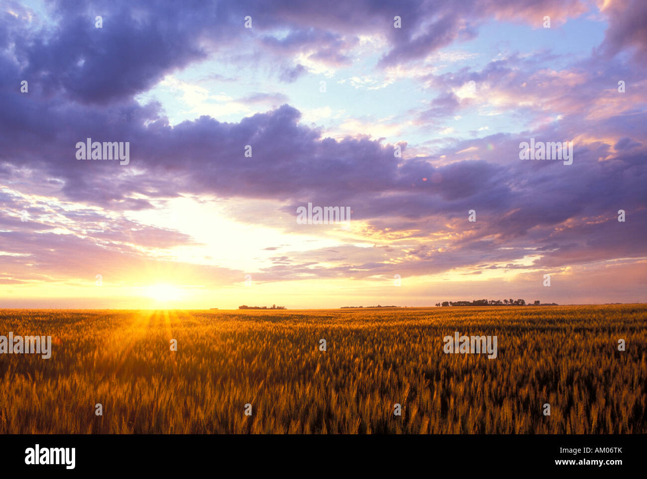 Sonnenuntergang über einem Weizenfeld in den Red River Valley von North Dakota Stockfoto