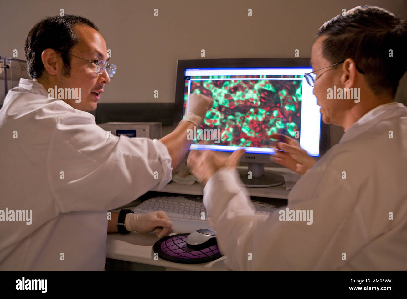 Zwei Forscher diskutieren Bildergebnisse pankreatische Inselzellen aus einem confocal Mikroskop Stockfoto