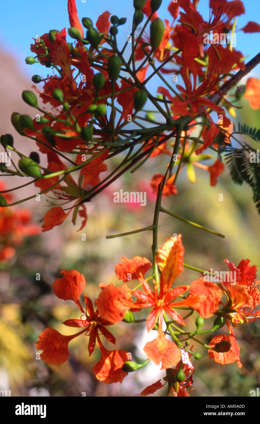 Die tropischen Flame tree Stockfoto