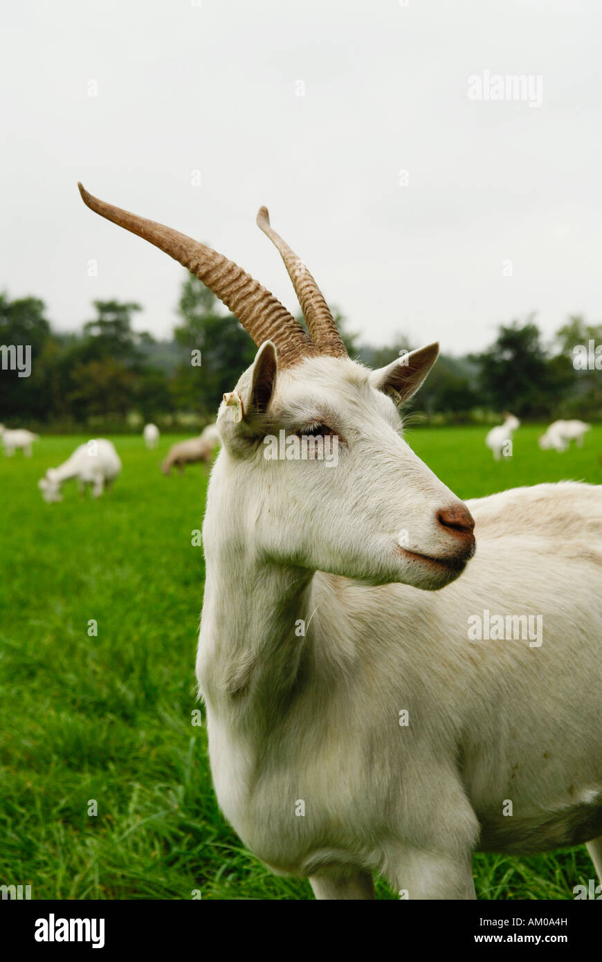 Weiße deutsche Ziege mit horn Stockfoto