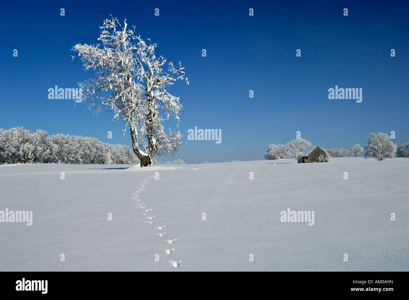 Birke (Betula Alba) mit Raureif, Scheune, Abdruck im Schnee Stockfoto