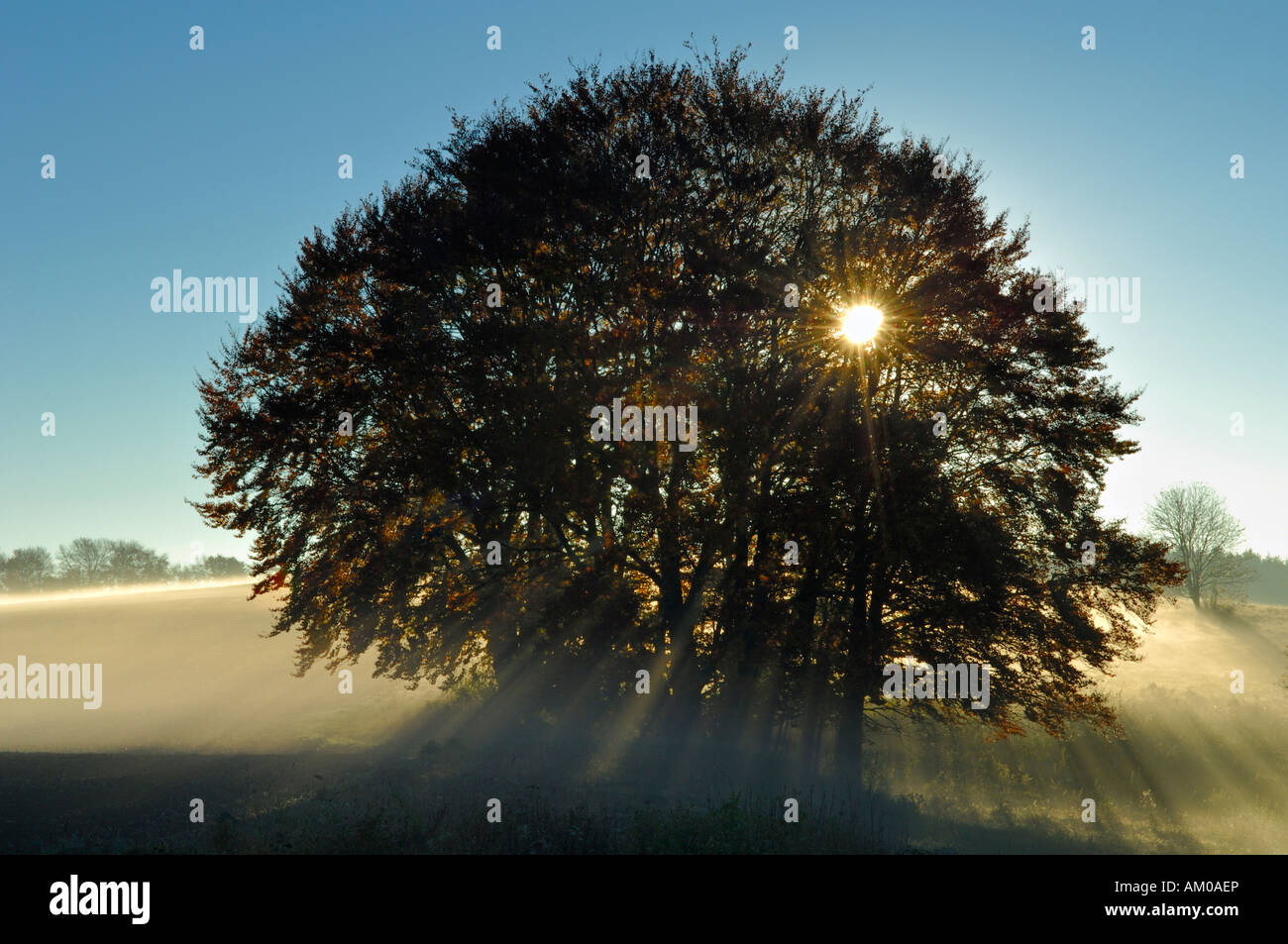 Hain der gemeinsamen buchen (Fagus Sylvatica) bei Sonnenaufgang mit Morgennebel Stockfoto