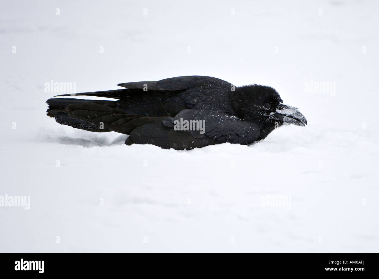 Kolkrabe, wobei ein Bad im Schnee Stockfoto